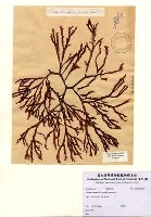 藏品(Gracilaria beckeri (J. Agardh) Papenfuss)的圖片